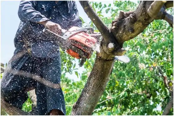 tree services Medicine Park